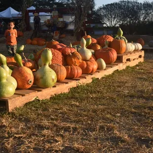 Many varieties of pumpkins