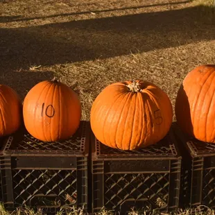 Starting at $5 - $20