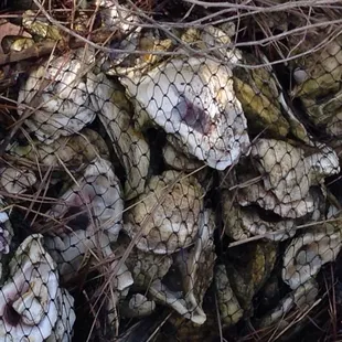 Oysters
