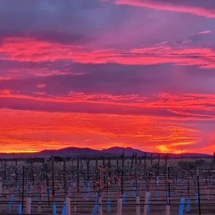 Sunset at Hoffman Vineyards