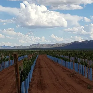 The view to the South end of the vineyard and the Mules.