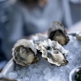 Oysters
