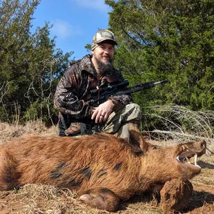 Harvested Hog