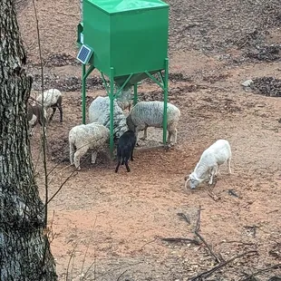 Rams in feeder