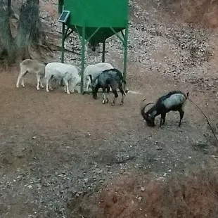 Exotic sheep and goats.