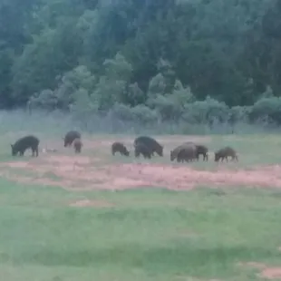 Hog Wild is a heart pounding adventure with gorgeous scenery and a VERY nice lodge to stay in!