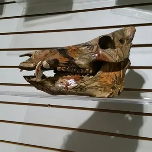 Easily saw over 100 pigs a day while hunting here