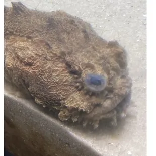 A hog fish? Native to the ocean. This is not in their restaurant. It was taken at a pet store.