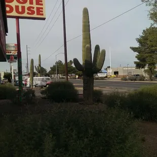 Tucson hogie