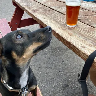 a dog looking up at a beer glass
