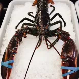 Small Live Lobster is available.