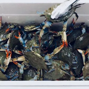 We are ready Thanksgiving day! Live Blue crab arrives every Thursday and available through the week until sold out.