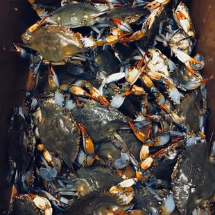 Live Blue Crab arrive Thursdays! You may call in to confirm before your trip.