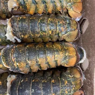Wild Caught Frozen Lobster Tails Available