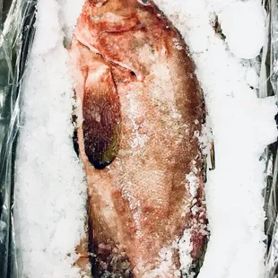 Whole Pink Grouper is available!