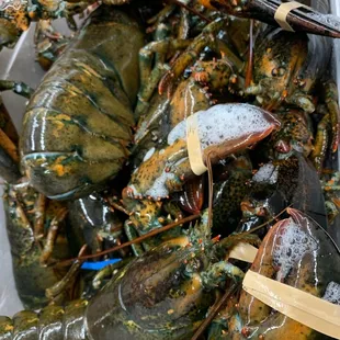 Beautiful lobsters have arrived!