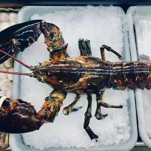 Large Live Lobsters are available.