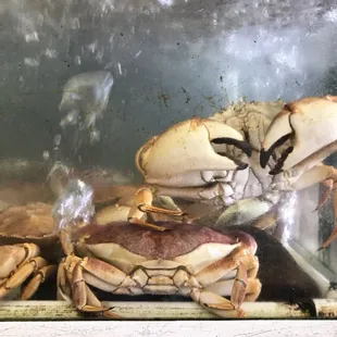 Live Stone Crab is now available!