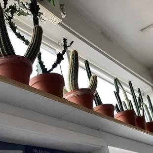 a row of potted cacti on a shelf