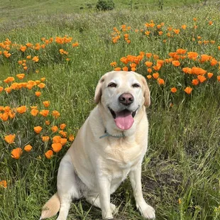 Beautiful wildflowers!!!