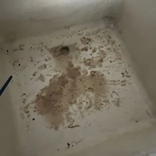 Warning  fish taco vomit!