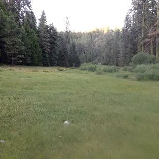 The holey meadow