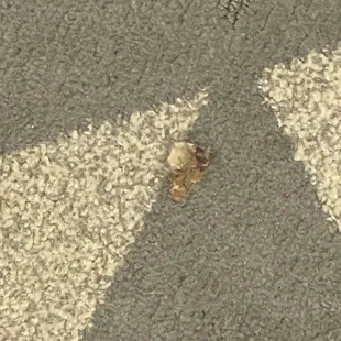 floor