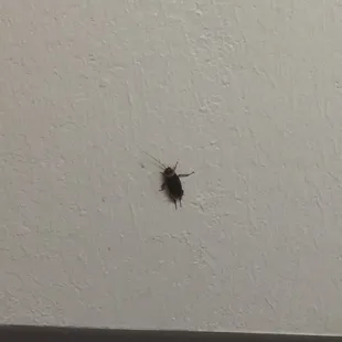 Yup just another one walking around