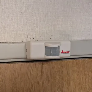 Dead ants - sprayed before our arrival, but left behind for us.