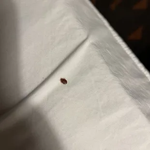 Bed bugs