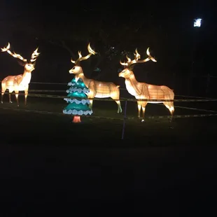 Caution tape around the light displays.