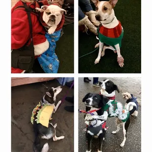 Dogs of Holidazzle