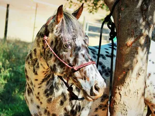 Cherished Partner Horsemanship