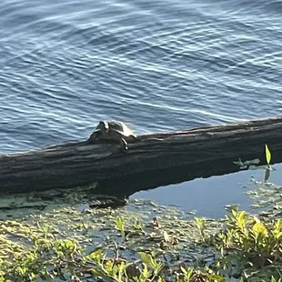 Turtles!!