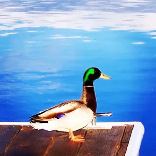 Visitor to Holland Riverside Marina! Under new ownership 2019! Major improvements underway!