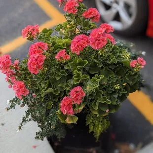 Pretty flowers in front of the restaurant