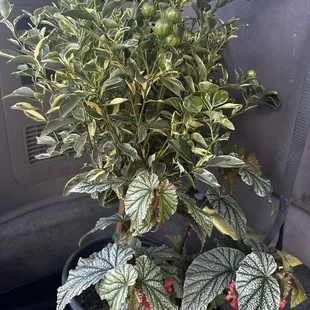 Variegated calamansi and angel wings