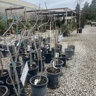 a variety of potted trees