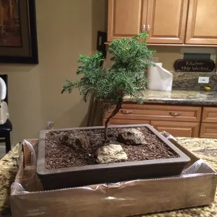 May be two-year-old bonsai, mine was 18 years old!⁉