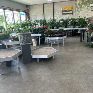 Assortment of Plants