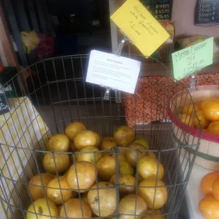 Heirloom Duncan white variety grapefruit get em while they have them