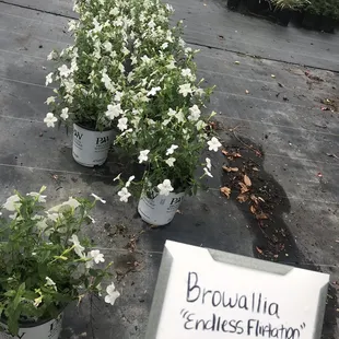 Shaded white flowers I need shaded and color.