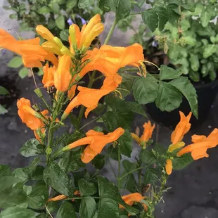 Honey mango flower  - I want this one