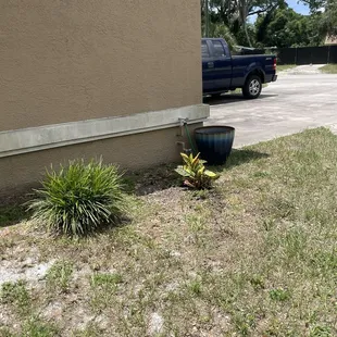 Croton is in its new home