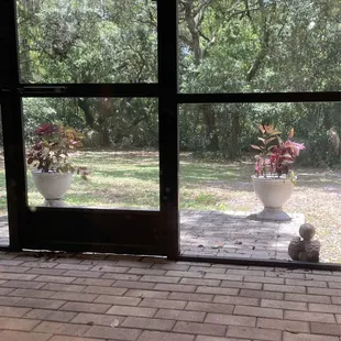 4 beautiful Coleus now living on my back stoop