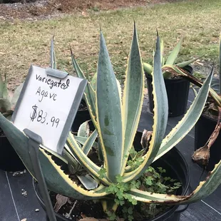 Agave