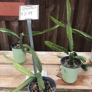 Dragon fruit cuttings
