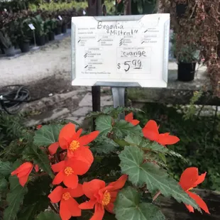 Shaded bright and orange