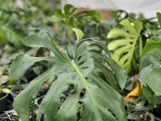 Christine's Tropical & Exotic Plants