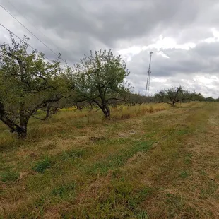 trees at the farm